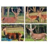 Elk/Stag Hybrid Hunts with Saganing River Hunt Club (Standish, Michigan) (An Orbitbid.com Auction)