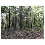 Tract 1: 19.22+/- acres