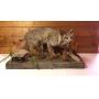 Bobcat taxidermy mount - beautiful mount in